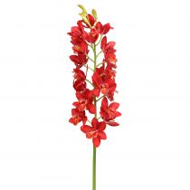 Orchidea Cymbidium Red 78cm
