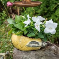 Produkt Gruszka dekoracyjna, ceramiczna do dekoracji, jesienna, doniczka L25cm H11cm
