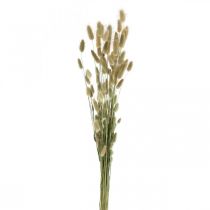 Lagurus Suszone, Lagurus Suszone Kwiaty, Lagurus Trawa Naturalna L30–70cm 45g