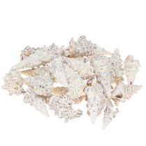 Produkt Muszle ślimaków dekoracyjne czarno-białe, muszla naturalna dekoracja 1kg