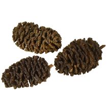 Produkt Szyszki ozdobne olchowe szyszki naturalne do dekoracji 3-4cm 200g