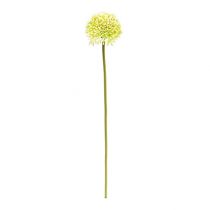 Deco Allium Cream Ø6,5cm L39cm