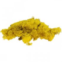 Deco mech żółty mech reniferowy do rękodzieła cytrynowy żółty 500g