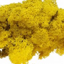 Produkt Deco mech żółty mech reniferowy do rękodzieła cytrynowy żółty 500g