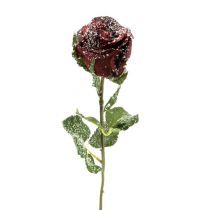 Produkt Deco róż śnieżna czerwień Ø6cm 6szt