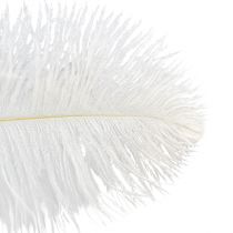 Produkt Ozdobne strusie pióra, prawdziwe pióra, białe, 38-40cm, 2 sztuki