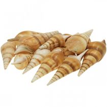 Dekoracyjna muszla ślimaka morskiego spiczasta 1kg