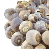 Produkt Dekoracyjny wieniec ślimaków morskich do zawieszania ślimaków morskich Ø25cm