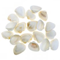 Deco Shell White Prawdziwe muszle w rafii netto deco morski 400g