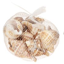 Produkt Muszle dekoracyjne kremowe brązowe w paski 3cm–8cm 300g