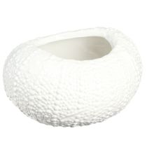 Produkt Dekoracyjna miska ceramiczna owalna morska w kolorze białym 19x15x8,5cm