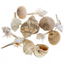 Produkt Muszle dekoracyjne i muszle ślimaków puste białe, naturalne dekoracyjne morskie 350g