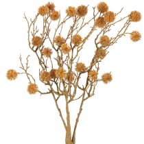 Produkt Gałązka dekoracyjna drzewa ambrowego, owoc ozdobny, ochrowo-brązowy, 48 cm