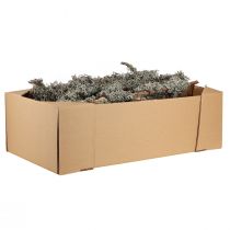 Produkt Gałęzie ozdobne, mech szary, gałązki porostów, 30-60 cm, 1 kg