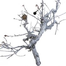 Produkt Dekoracyjne gałęzie bonsai drewniane gałęzie dekoracyjne myte białe 800g