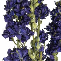Suszone delphinium, sucha florystyka, delphinium blue L64cm 25g
