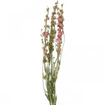 Suszony kwiat delphinium, delphinium różowy, suszone kwiaty L64cm 25g