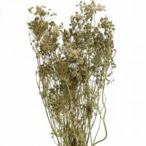 Suszone kwiaty koper natura sucha florystyka 50cm 20p