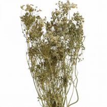 Produkt Kwiaty suszone koperkowe naturalne suche florystyka 50cm 20 szt