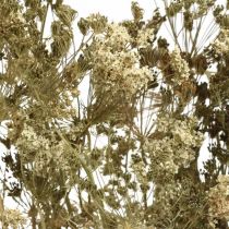 Produkt Kwiaty suszone koperkowe naturalne suche florystyka 50cm 20 szt