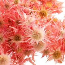 Produkt Suszona gałązka dekoracyjna ostu Zgaszony róż Suszone kwiaty 100g