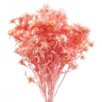 Produkt Suszona gałązka dekoracyjna ostu Zgaszony róż Suszone kwiaty 100g
