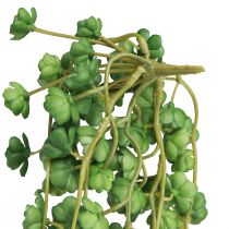 Produkt Sztuczne wiszące rośliny Echeveria w kolorze zielonym S12cm D50cm