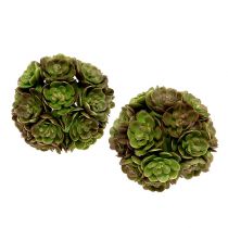 Echeveria kulista 5cm Zielona 4szt