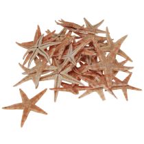 Produkt Prawdziwe młode rozgwiazdy morskie dekoracja stołu 3,5-5cm 100 sztuk