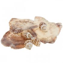 Ozdoba z prawdziwych muszelek ślimaków, masa perłowa Capiz 400g