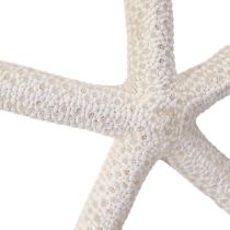 Produkt Prawdziwa rozgwiazda naturalna dekoracja morska Ø16–20cm 10 szt