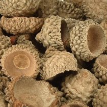 Produkt Czapki żołędziowe naturalne ozdobne żołędzie do rękodzieła 1,5cm 200g