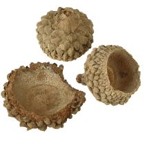 Produkt Czapki żołędziowe naturalne ozdobne żołędzie do rękodzieła 1,5cm 200g
