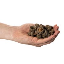 Produkt Naturalne czapeczki z żołędzi, ozdobne miseczki na jesień i adwent, 2 cm, 300 g