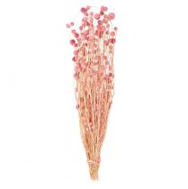 Produkt Ozdoba z ostu truskawkowego stare różowe suszone kwiaty różowe 50cm 100g