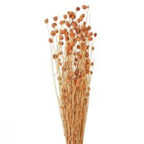 Produkt Oset truskawkowy suszone kwiaty oset dekoracja terakotowa 68cm 85g