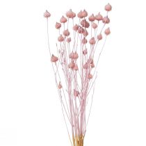 Produkt Oset truskawkowy Suszony oset dekoracja jasnoróżowy 58cm 100g