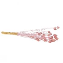 Produkt Oset truskawkowy, suszony oset, dekoracja z ostu, jasnoróżowy, 58 cm, 100 g