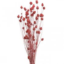 Produkt Suszone kwiaty ostu suszonego ostropestu truskawkowego jasnoróżowego 100g