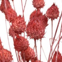 Produkt Suszone kwiaty ostu suszonego ostropestu truskawkowego jasnoróżowego 100g