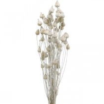 Suszone Kwiaty Biały Suszony Oset Oset Truskawkowy Kolorowy 100g