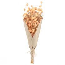 Produkt Osty truskawkowe suszone osty dekoracyjne w łososiu 55cm 100g