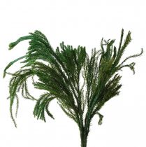Produkt Erika mech dekoracyjny zielony mech naturalny suszony 20-35cm 400g