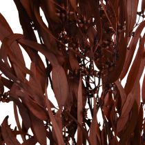 Eukaliptus Konserwowane Gałęzie Eukaliptusa Czerwony, Brązowy 56cm 135g
