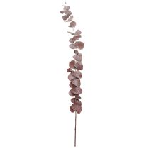 Produkt Gałązki eukaliptusa, eukaliptus konserwowany, kwiaty suszone, czerwone, 75 cm, 150 g