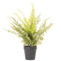 Produkt Sztuczna paproć w doniczce do zieleni wewnętrznej, 40 cm