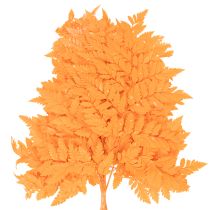 Produkt Suszone i konserwowane liście paproci do florystyki i dekoracji jesiennych, 42 cm, 10 szt.