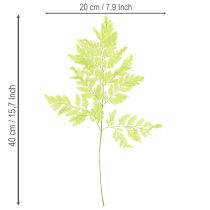 Produkt Paprocie: zakonserwowany, wysokiej jakości naturalny materiał do długotrwałych projektów dekoracyjnych, 40 cm, 10 sztuk