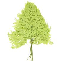 Produkt Paprocie: zakonserwowany, wysokiej jakości naturalny materiał do długotrwałych projektów dekoracyjnych, 40 cm, 10 sztuk