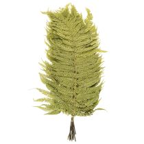 Produkt Suszona i konserwowana paproć. Idealna do naturalnej dekoracji domu. 80 cm